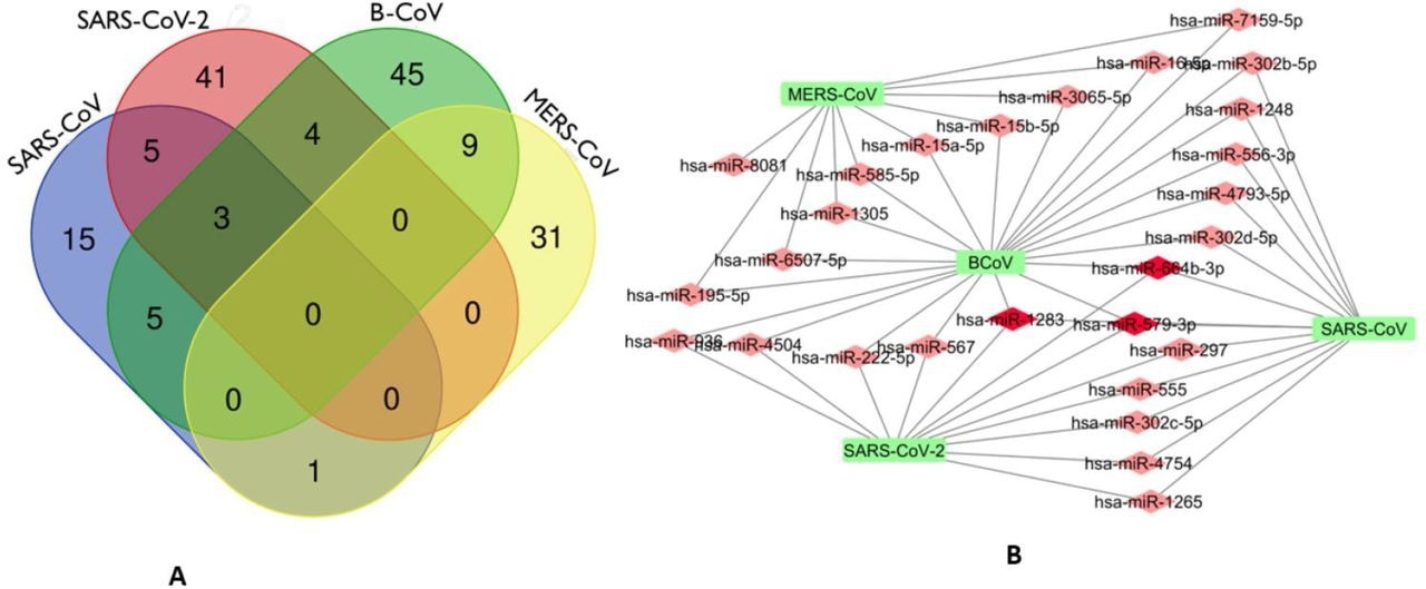 Venn Diagram (http://bioinformatics.psb.ugent.be/webtools/Venn/) showing the number of predicted human miRNA that can target multiple coronaviruses. The number in the intersection/overlapping regions represent the number of miRNAs that can concomitantly target the coronaviruses represented by the intersected shape. (a). Network connections among miRNAs and RdRp of SARS_CoV, B_CoV, MERS_CoV and SARS_CoV-2. B. Generated using Cytoscape 3.7.2