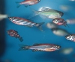 Combining AI and Zebrafish to Accelerate Drug Discovery