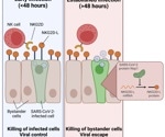 SARS-CoV-2 evades natural killer cell cytotoxic responses