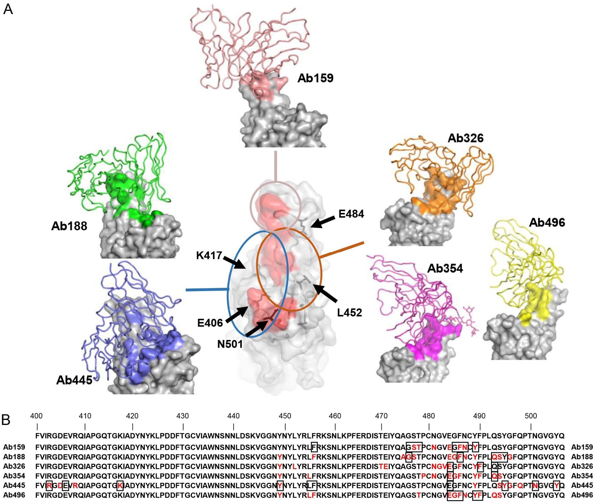 Cryo-EM структура на неутрализиращи антитела (A) Показани са структурите на RBD и Ab159, Ab188, Ab326, Ab354, Ab445 и Ab496.  Само променливите домейни на антителата са моделирани и нарисувани като анимационна тръба (индивидуален цвят) върху повърхността на RBD (сива), а епитопът на всяко антитяло е оцветен по същия начин като всяко антитяло.  Червената зона в централния RBD е свързващият остатък на ACE2 (7A94) (Benton et al., 2020), показващ връзката между местата на свързване на антителата, които са грубо разделени на три групи.  Позициите на ключовите аминокиселини са обозначени с черни стрелки.  (B) Показани са остатъците 400-506 от Спайк.  Епитопите, разкрити от крио-ЕМ, са оцветени в червено, а остатъците, засегнати от мутацията, описана на Фигура 3А, са показани в квадрати.