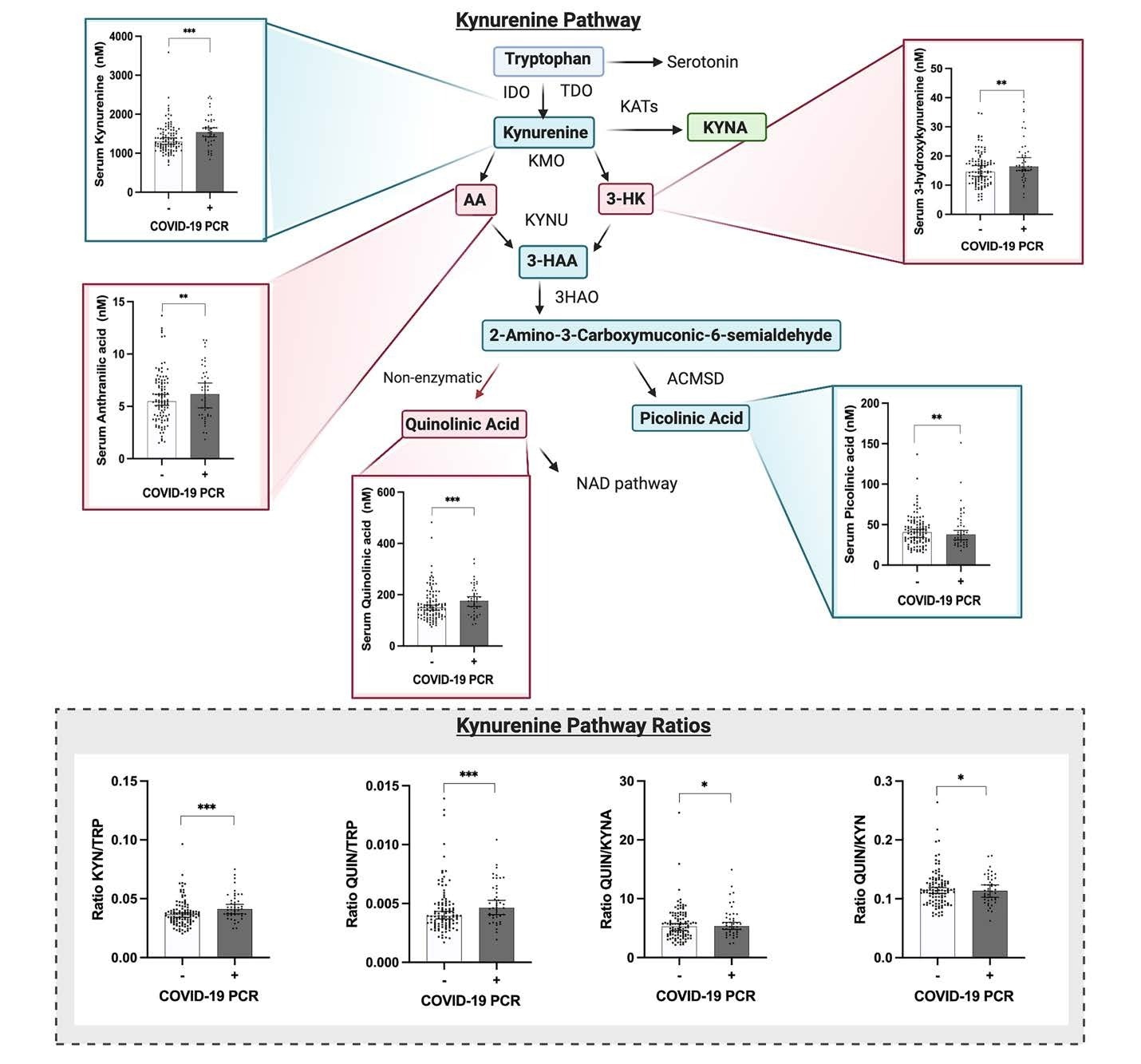The kynurenine pathway is altered in mild COVID-19 patients with elevated levels of neurotoxic metabolites. Significantly increased levels of kynurenine (age and gender adjusted data, ANOVA test F: 11.195, p.<0.001 ***), 3-hydroxykynurenine (data adjusted for age and sex, ANOVA test F: 3.390,