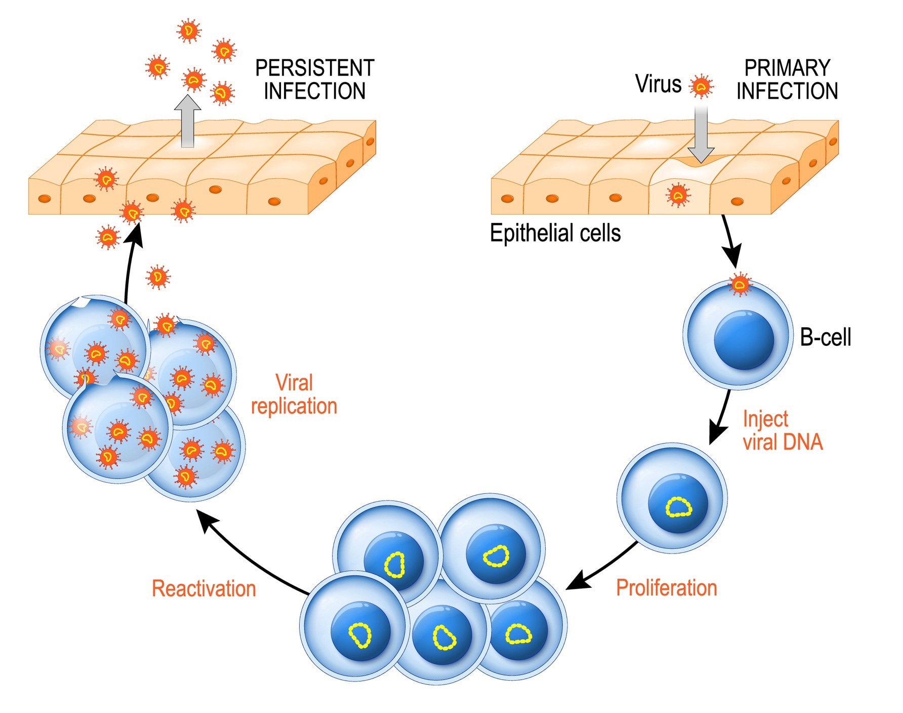 Epstein-Barr virus life cycle. Image Credit: Designua / Shutterstock