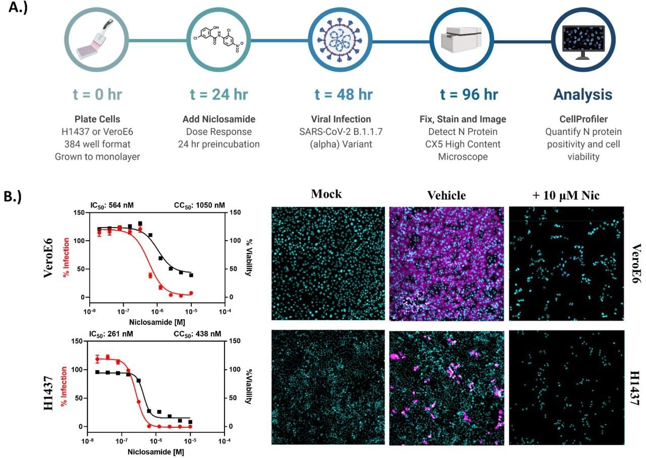 Niclosamid ist bei antiviralen Konzentrationen nach längerer Exposition toxisch.  A.) Arbeitsablauf für High-Content-Anti-SARS-CoV-2-Bioassay-Screening zur Bestimmung der Infektionshemmung und Zytotoxizität.  B.) 10-Punkte, 2-fach verdünnte Konzentrations-Antwort-Kurven für VeroE6- und H1437-Zellen mit einer Ausgangskonzentration von 10 μM.  VeroE6-Zellen wurden mit der Variante SARS-CoV-2 B.1.1.7 mit einer Infektionsmultiplizität (MOI) von 0,1 infiziert, während H1437 mit der Variante SARS-CoV-2 WA1 mit einer MOI = 1 infiziert wurden, um eine optimale Infektion bei 48 zu erreichen Stunden nach der Infektion.  Datenpunkte repräsentieren Mittelwert ± SEM für