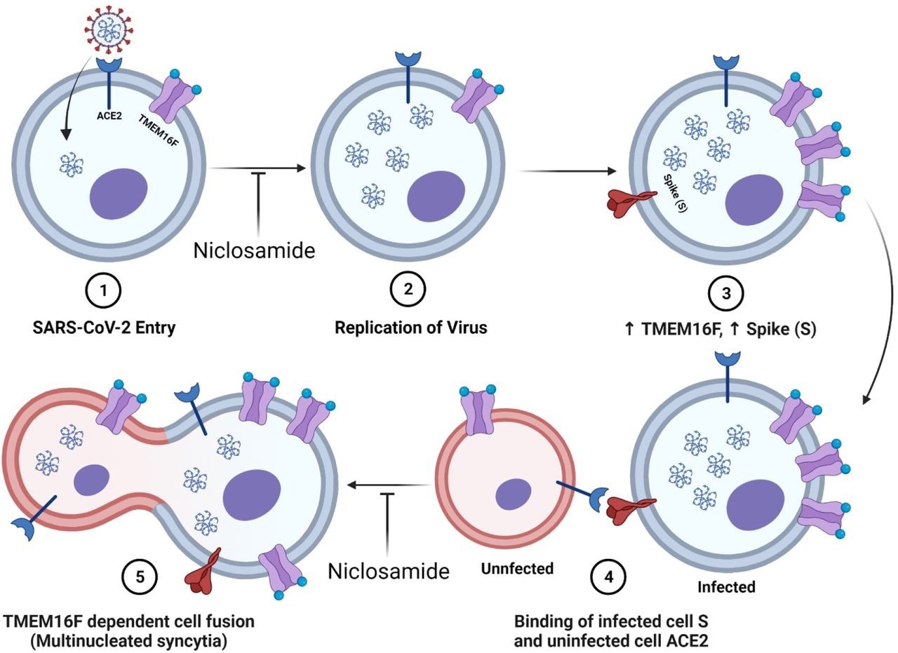 Diagram of niclosamides effect on SARS-CoV-2 entry and spike protein-mediated syncytia formation. 1.) SARS-CoV-2 binds to the ACE2 receptor of the host cell and enters. Niclosamide has been shown to inhibit this entry step in vitro 2.) Viral replication generates many copies of the RNA genome. 3.) Infection results in an increased expression of viral spike (S) protein and host cell TMEM16F at the plasma membrane. 4.) The S protein at the surface on an infected cell binds to the ACE2 receptor of an adjacent uninfected cell. 5.) Spike-dependent syncytia formation is mediated by the calcium-dependent lipid scramblase TMEM16F to generate multinucleated infected cell bodies. Niclosamide, an inhibitor of TMEM16F, has been shown to block spike-dependent syncytia formation.