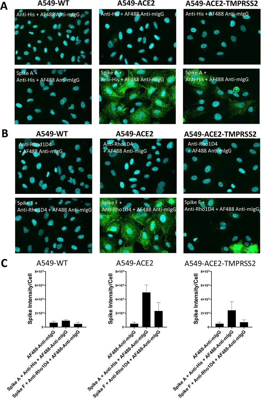 Labeling of ACE2 expressing A549 cells by recombinant spike proteins (A) Representative confocal images showing labeling of wild type (A549-WT), ACE2-overexpressing (A549-ACE2) and ACE2 and TMPRSS2-overexpressing (A549-ACE2-TMPRSS2) A549 cells by recombinant spike protein A (‘Spike A’) and anti-His + AF488-conjugated anti-mIgG detection antibodies. (B) Representative confocal images showing labeling of A549 cells (A549-WT), ACE2-overexpressing (A549-ACE2) and ACE2 and TMPRSS2-overexpressing (A549-ACE2-TMPRSS2) A549 cells by recombinant spike protein F (‘Spike F’) and anti-His + AF488-conjugated anti-mIgG detection antibodies (green; nuclei in cyan). (C) Quantification of spike protein labeling intensity from images acquired by high content confocal microscopy for cells labeled in (A) and (B). Data expressed as mean + SEM from three independent experiments for A549-ACE2 and from two independent experiments for A549-WT.