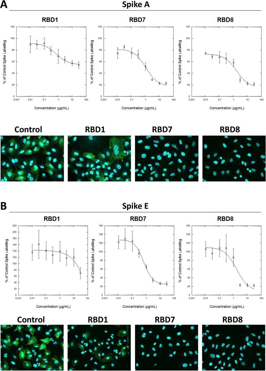 Characterization of spike blocking antibodies Labelling of A549-ACE2 cells by recombinant spike protein A (A) or E (B) that had been pre-incubated in the absence or presence of the indicated concentrations of antibodies RBD1, RBD7 or RBD8, followed by detection using anti-His + AF488-conjugated anti-mouse IgG antibodies, and visualization and quantification of spike protein labeling intensity by confocal microscopy. Plots show data expressed as mean ± SEM of three independent experiments. A solid line represents nonlinear regression using a 4-parameter logistic equation. Representative confocal images show labeling of cells under control conditions or with spike protein pre-incubated with 10 μg/mL RBD1, RBD7 or RBD8.