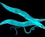 Roundworms shed light on vision loss in a rare human genetic disorder