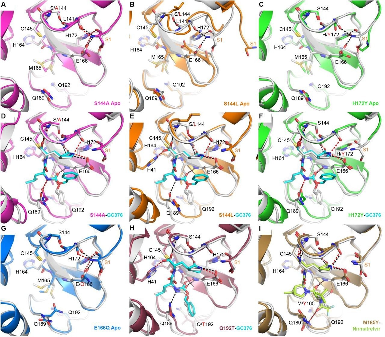 X-ray crystal structures of Mpro mutants. Each mutant structure is aligned with the corresponding WT structure shown in white (apo, PDB 7JP1; GC-376 complex, 6WTT; nirmatrelvir complex, 7RFW). For the mutant structures, GC-376 and nirmatrelvir are shown in cyan and neon green respectively. WT HBs are shown as black dashes for selected residues at the mutation sites or between the protein and inhibitor. Mutant HBs are shown as red dashes. Mutations are indicated with red text. S1 residue from the N-terminus of the adjacent protomer is labeled in orange. The side chain of L141 is not shown. (A) Apo Mpro S144A (magenta, PDB 8D4L). (B) Apo Mpro S144L (orange, PDB 8DFE). The view for panel B is shifted slightly to show for the movement of the adjacent N-terminus. (C) Apo Mpro H172Y (green, PDB 8D4J). (D) Mpro S144A GC-376 complex (magenta, PDB 8D4M). (E) Mpro S144L GC-376 complex (orange, PDB 8DD9). (F) Mpro H172Y GC-376 complex (green, PDB 8D4K). S1 residue is disordered. (G) Apo Mpro E166Q (blue, PDB 8D4N). (H) Mpro Q192T GC376 complex (mauve, PDB 8DGB). (I) Mpro M165Y Nirmatrelvir complex (brown, PDB 8DCZ).