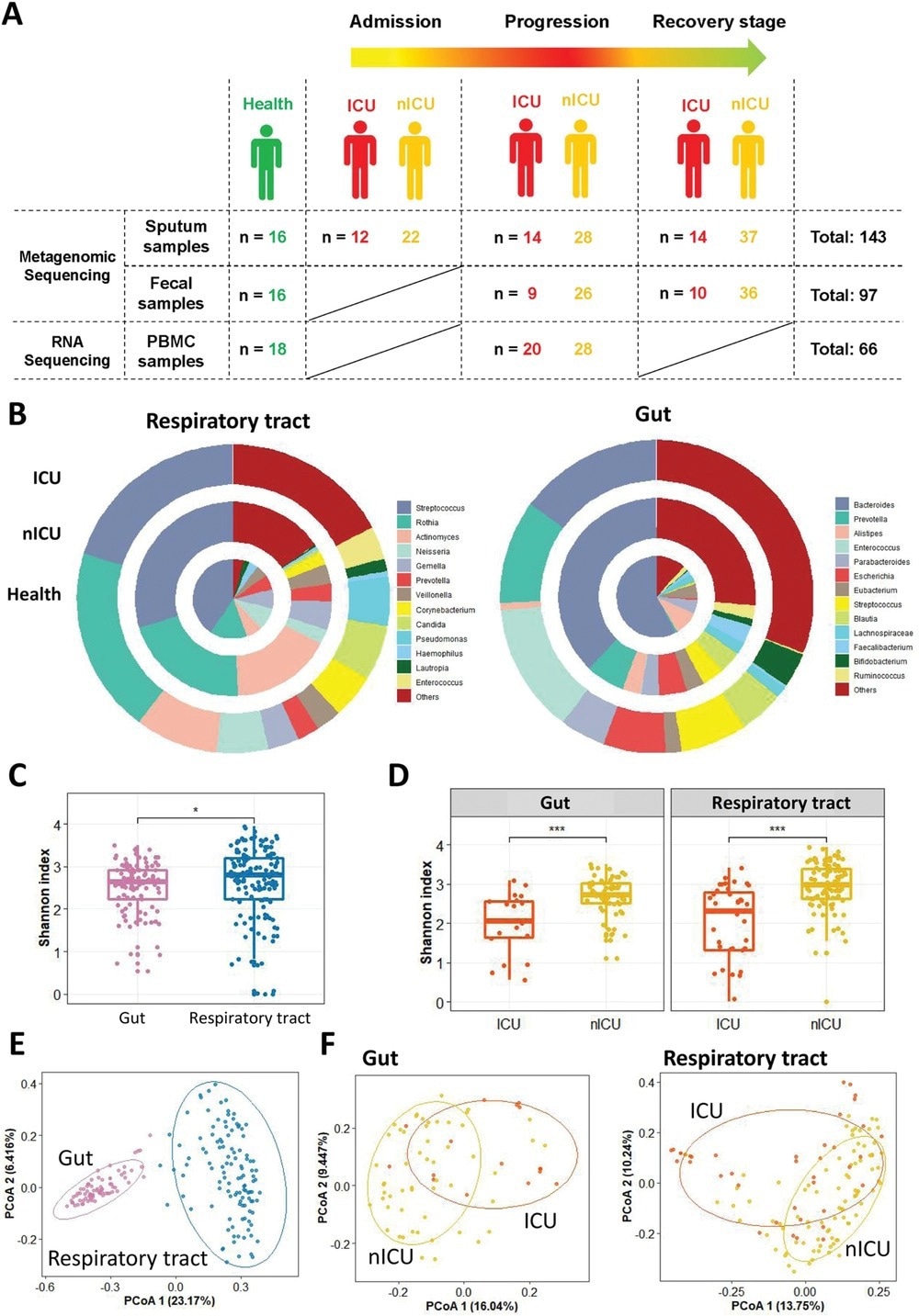 Altered respiratory tract and gut microbial compositions in patients with COVID-19. A) Overview of the experimental design. B) Microbial compositions in the respiratory tract and gut of ICU patients (n = 20), nICU patients (n = 46), and a healthy cohort. C) Comparison of alpha-diversity between respiratory tract and gut microbiota. D) Comparison of alpha-diversity between the microbiota of ICU and nICU patients in the respiratory tract and gut. * p < 0.05, ** p < 0.01, *** p < 0.001. E) First two axes of PCoA (Bray distance) for the beta-diversity of respiratory tract and gut microbiota. F) First two axes of PCoA (Bray distance) for the beta-diversity of ICU and nICU patient microbiota in the respiratory tract and gut. Group differences were tested by pairwise PERMANOVA. ICU: intensive care unit; nICU: non-ICU; PCoA: principal coordinate analysis; PERMANOVA: permutational multivariate analysis of variation; centerline, median; box limits, upper and lower quartiles; error bars, 95% CI.