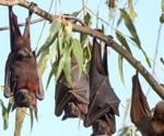 The global biogeography of bat-origin betacoronaviruses