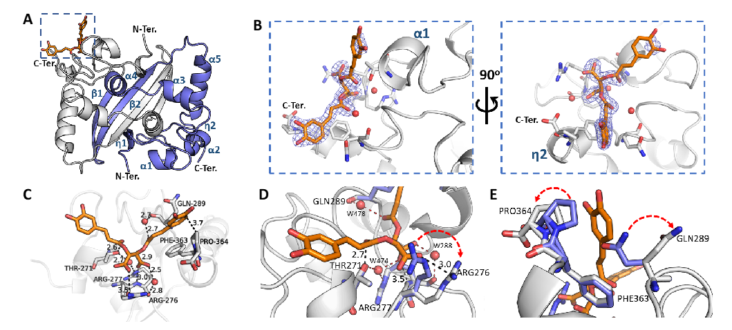 The crystal structure of the SARS-CoV-2 N (CA) protein CTD-binding chicoric acid reveals a network of polar contacts and structural readjustments to accommodate the symmetric ligand in the protein CA-binding site. NOT.  A) Cartoon representation of the crystal structure of the N protein CTD dimer illustrating its secondary structure elements (in blue), including two 310 (η) helices, five α-helices and two antiparallel β-strands and the binding site CA (inset highlighted by the blue dotted square).  B) CA binding site detailed from the inset of panel A. The CA molecule is shown as sticks (orange) with its electron density map in blue.  CA binds to a shallow pocket formed between the α 1-2 helices and the η 2 helix, near the C-terminus (C-Ter).  C) CA atomic interactions with N protein residues. The CA carboxyl groups are at ideal distances to initiate electrostatic interactions and hydrogen bonds with the Arg276 side chain (NH1 atom), the main chain amine Arg277 and a structural water molecule (W288) stabilized by Arg276 NH2.  Thr271 and Gln289 can further position the hydrogen bond donors (Thr271O𝛾 and a structural water molecule, W478, stabilized by the Gln289 carbonyl) to engage in symmetric interaction with the carbonyl groups of the two caffeoyl units of CA.  One of the catechol motifs of CA is well lodged near the C-terminal Pro364, showing a well-defined electron density (open panel B).  D, E) Overlay of the CA-binding site in the CTD native N protein (blue rods, PDB ID 7UXZ) and the CA-N protein CTD complex (gray rods (PDB ID 7UXZ)) highlighting the induced structural readjustments by the CA bond (highlighted by red arrows).  Figures were generated with Pymol (Schroedinger Inc.).  Pole contacts are indicated by dotted lines with distances measured in Angstroms.  Oxygen atoms are shown in red, nitrogen atoms in blue.  Water molecules are represented by red spheres.