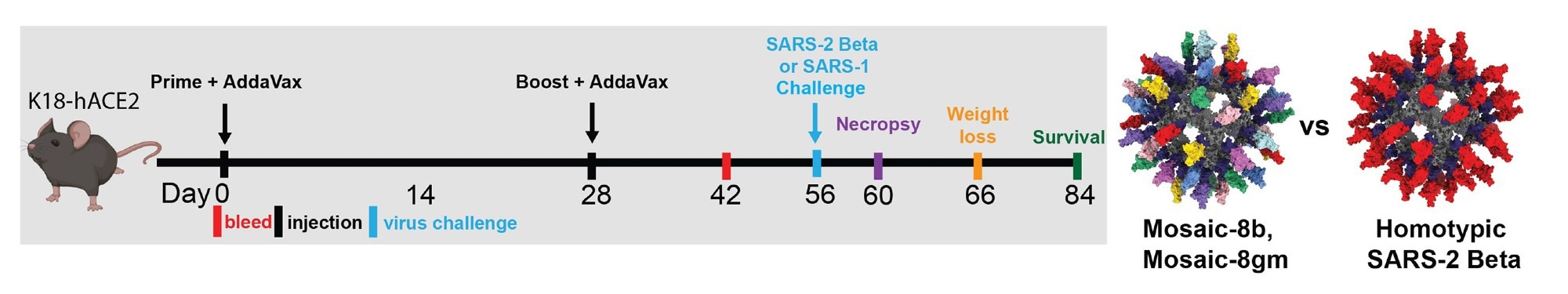 Les immunisations avec Mosaic-8b et homotypique SARS-2 Beta RBD-mi3 ont induit des anticorps neutralisants et contraignants chez des souris K18.  (A) Gauche : calendrier de vaccination.  Des souris K18-hACE2 ont été immunisées avec 5 µg (équivalents RBD) de mosaïque-8b, mosaïque-8 g, SARS-2 bêta homotypique ou l'équivalent molaire de nanoparticules SpyCatcher003-mi3 non conjuguées.  Droite : Modèles structuraux de nanoparticules mosaïque-8 et homotypiques RBD-mi3 construits avec PDB 7SC1 (RBD), PDB 4MLI (SpyCatcher) et PDB 7B3Y (mi3).