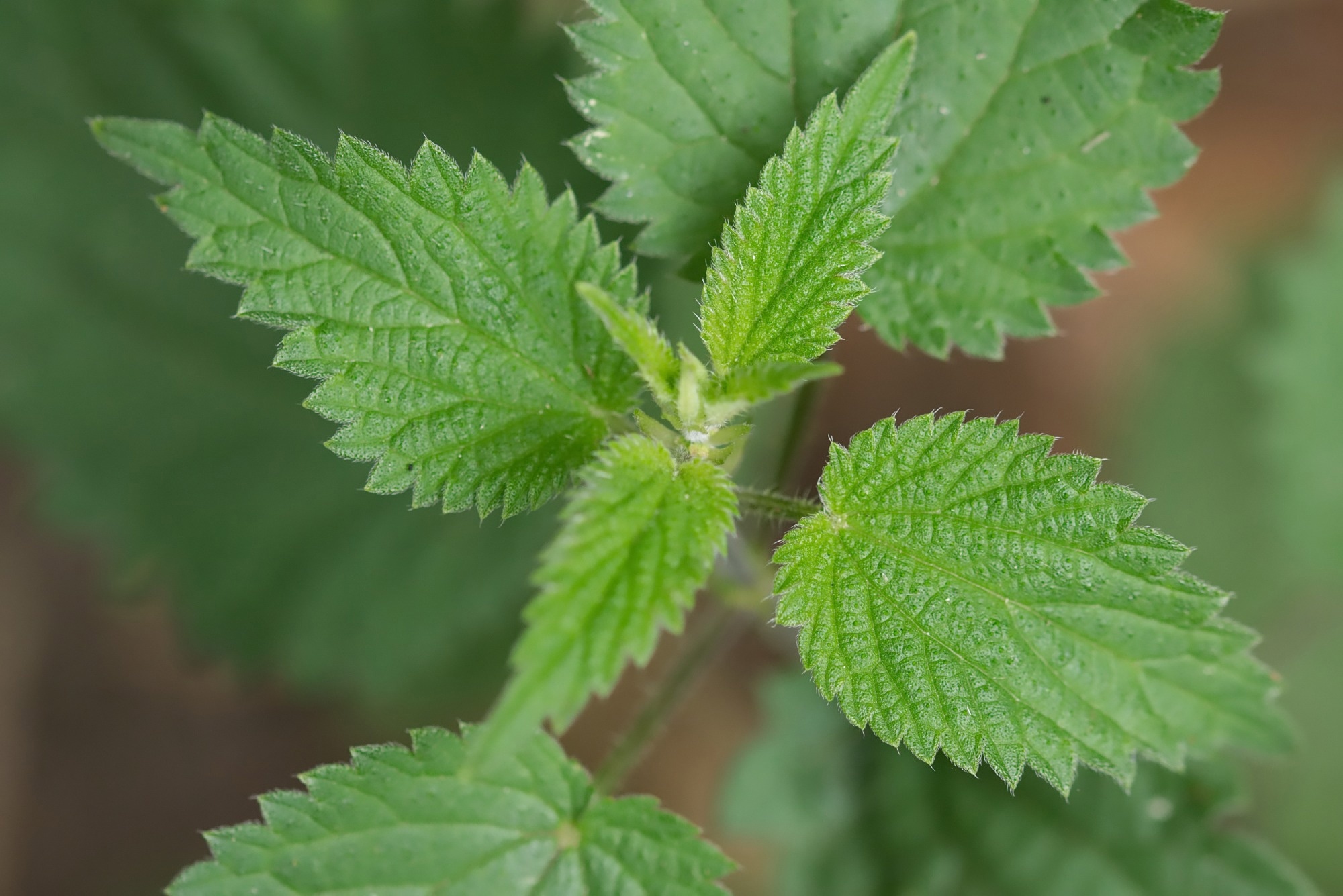 Study: Carbohydrate-Binding Protein from Stinging Nettle as Fusion Inhibitor for SARS-CoV-2 Variants of Concern. Image Credit: Craig Walton / Shutterstock