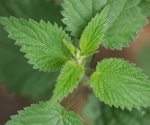 Stinging nettle extract inhibits SARS-CoV-2 cell fusion