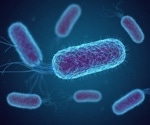 DNA may act as nutritional source for E. coli