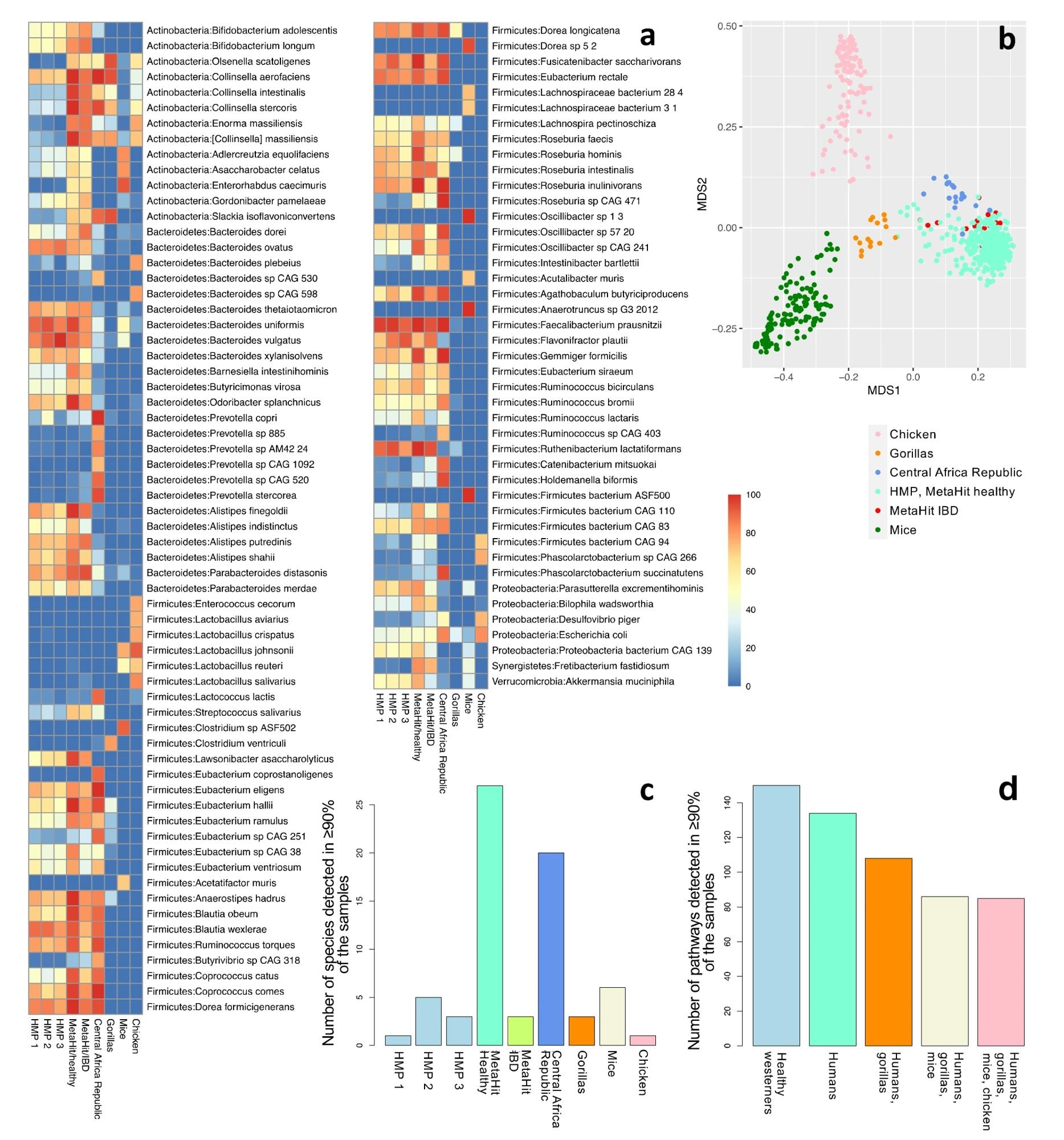 Community profiling of nine cohorts: HMP phases 1 (n = 138), 2 (n = 91), and 3 (n = 42); healthy individuals from Denmark (n = 64); individuals with IBD from Spain (n = 16); hunter-gatherers and traditional agriculturalists (n = 19); gorillas (n = 15); mice (n = 141); and chickens (n = 121). (a) The fraction of samples that contain each species, for species detected in at least 70% of the samples in at least one cohort (a total of 107 species). Refer to Supplementary Table S3 for a complete list of all the detected species in all cohorts. (b) The first two components of an unweighted UniFrac-based MDS analysis considering all samples. (c) The number of species detected in at least 90% of the samples of each cohort. Only one species (F. prausnitzii) was detected in 90% or more of the samples across all healthy human Western (n = 4) and all human (n = 6) datasets. (d) The number of pathways detected in >90% of the samples in all healthy Western human datasets (n = 4); all human datasets (n = 6); human and gorilla datasets (n = 7); human, gorilla, and mouse datasets (n = 8); and all datasets, including chickens (n = 9).