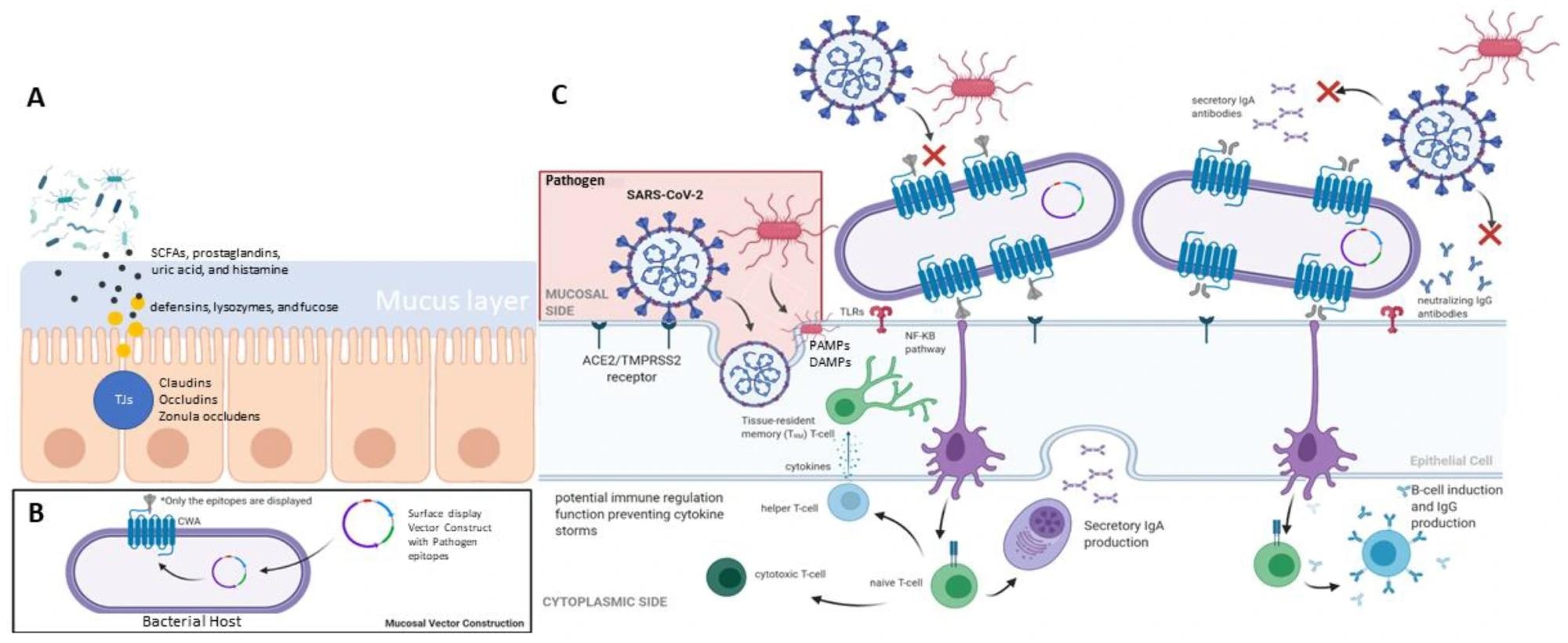 Summary of mucosal-associated immunity in human (A) gut barrier system, (B) mucosal vector construction, and (C) the mucosal response elicited by immune cells.
