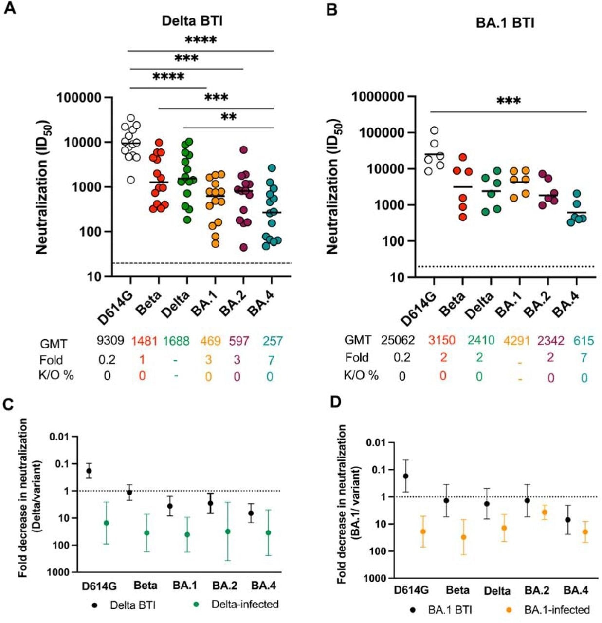 Breakthrough infections show reduced neutralization activity against BA.4, despite high titers against other VOCs. Neutralization titer (ID50) in convalescent plasma from vaccinated donors subsequently infected with (A) Delta and (B) Omicron BA.1. Plasma were tested against D614G, Beta, Delta, Omicron BA.1, BA.2 and BA.4. Lines indicate geometric mean titer (GMT) also represented below the plot with fold decrease and knock-out (K/O) of activity for other variants as a percentage relative to the infecting variant. Dotted lines indicate the limit of detection of the assay. Fold decrease in neutralization for each VOC represented as a ratio of the titer to the infecting variant Delta (C) or BA.1 (D), for infections in unvaccinated individuals (green for Delta and orange for BA.1) and BTIs (black). Statistical significance across variants is shown by Friedman test with Dunn’s correction. *p<0.05; **p<0.01; ***p<0.001; ****p<0.0001 and ns = non-significant. All data are representative of two independent experiments.