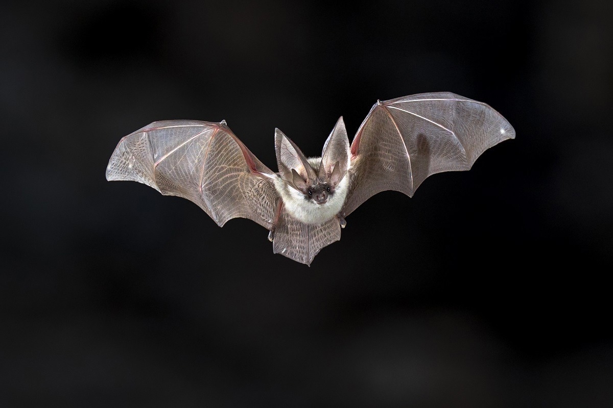 Study: Experimental infection of Mexican free-tailed bats (Tadarida brasiliensis) with SARS-CoV-2. Image Credit: Rudmer Zwerver/Shutterstock