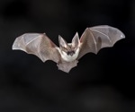 Are Mexican free-tailed bats a SARS-CoV-2 reservoir?