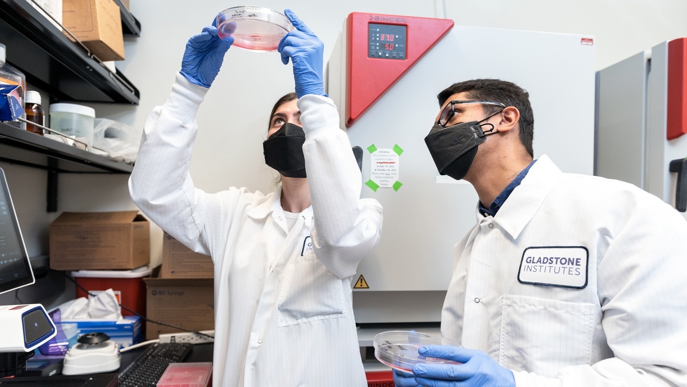 For this study, the team of researchers engineered virus-like particles, which are composed of the same proteins as the SARS-CoV-2 virus but lack its viral genome, so they are safer to work with than live virus. Shown here are Alison Ciling (left) and Abdullah Syed (right) working in a tissue culture room.