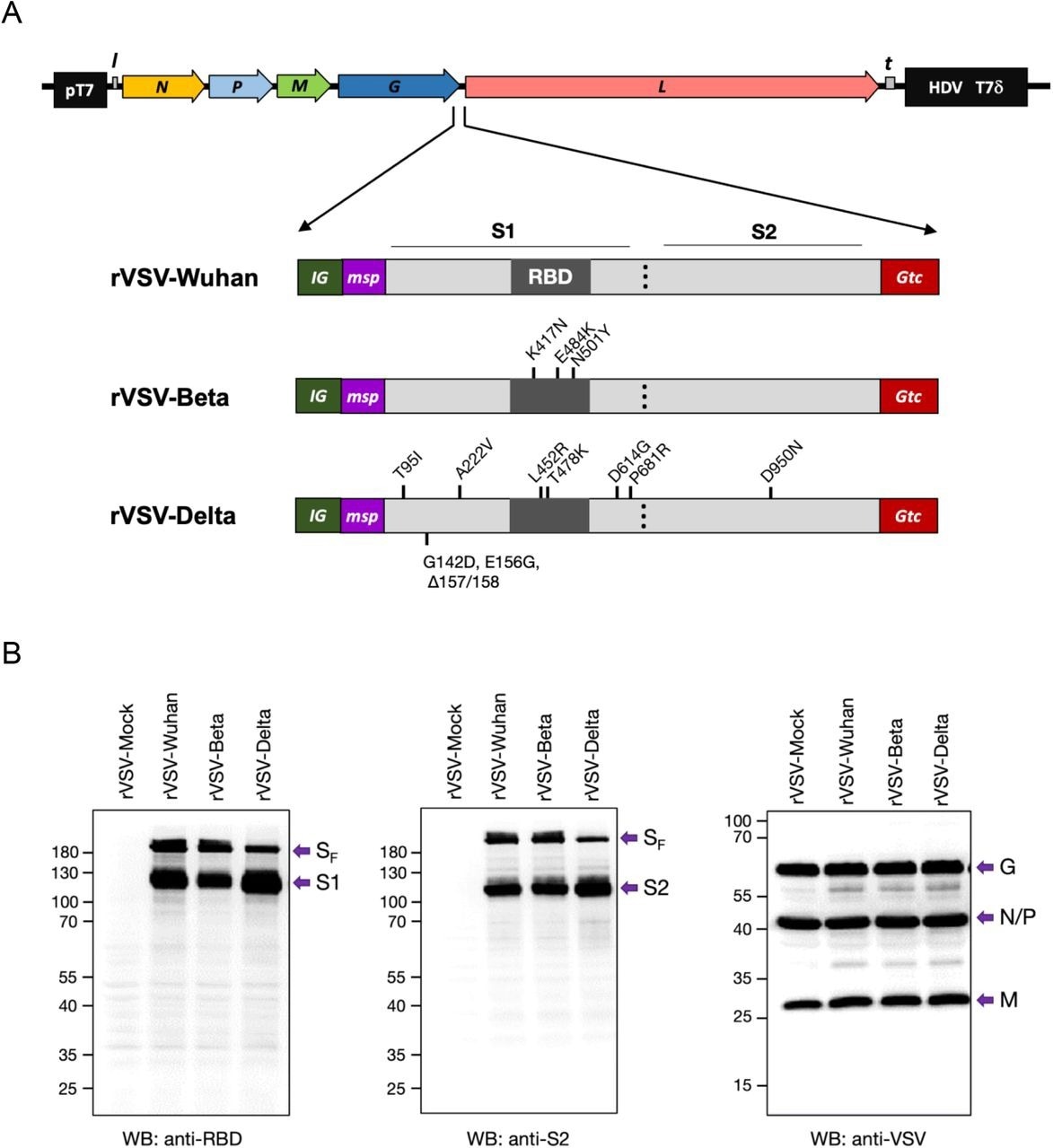 Construction of recombinant rVSV with SF genes of SARS-CoV-2 Wuhan, Beta, and Delta. (A) Constructs of VSV-SARS-CoV-2 Wuhan (rVSV-Wuhan), Beta (rVSV-Beta), and Delta (rVSV-Delta). Codon-optimized full-length Spike protein gene (SF) with VSV intergenic sequences (IG), 21 amino acid honeybee melittin signal peptide (msp), and 49 amino acid VSV G protein transmembrane domain and cytoplasmic tail (Gtc) were inserted into the G and L gene junction of rVSVInd. (B) Expression of SARS-CoV-2 Spike proteins in BHK-21 cells at 6 hr post-infection with rVSV-Mock (rVSV), rVSV-Wuhan, rVSV-Beta, and rVSV-Delta. pT7: Bacteriophage T7 promoter for DNA dependent RNA polymerase. N: VSV Nucleocapsid protein gene. P: VSV Phosphoprotein gene. M: VSV Matrix protein gene. G: VSV Glycoprotein gene. L: VSV Large protein, RNA dependent RNA polymerase gene. l: Leader region in the 3’ s-end of the VSV genome. t: Trailer region in the 5’-end of the VSV genome. HDV: Hepatitis delta virus ribozyme encoding sequences. T7δ: Bacteriophage T7 transcriptional terminator sequences. nt: nucleotides. aa: amino acids.
