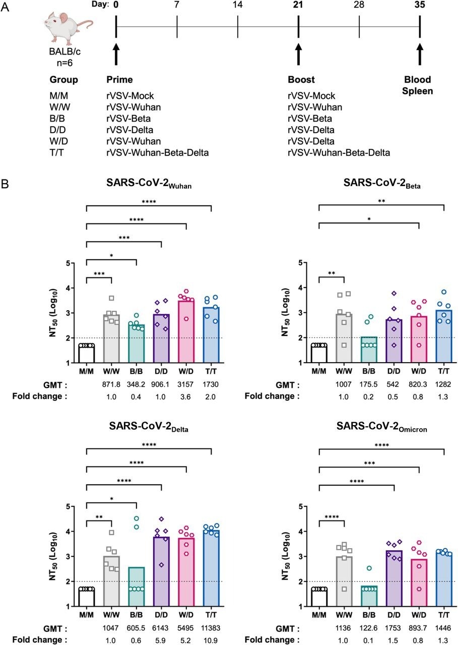 Immunization with monovalent and trivalent vaccines elicit a broad neutralizing antibody response. (A) Female BALB/c mice were prime immunized with 5×108 PFU intramuscularly (i.m) of either rVSV-monovalent (rVSV-Mock [M], rVSV-Wuhan [W], rVSV-Beta [B], rVSV-Delta [D]) or trivalent (rVSV-Wuhan-Beta-Delta [T]) vaccine (day 0). On day 21 mice were administered a 5×108 PFU homologous or heterologous boost i.m. Two weeks post-boost blood and spleen were collected for analysis of the immune response. (B) SARS-CoV-2 neutralization (SARS-CoV-2Wuhan_USAWA1, SARS-CoV-2Beta, SARS-CoV-2Delta, SARS-CoV-2Omicron) by immune sera two weeks post-boost was determined using replication-competent SARS-CoV-2 isolates in microneutralization assays. Graphed data are presented as arithmetic mean of log-transformed 50% neutralization titer (NT50). The horizontal dotted lines indicate the limit of detection. Each symbol denotes an individual animal;