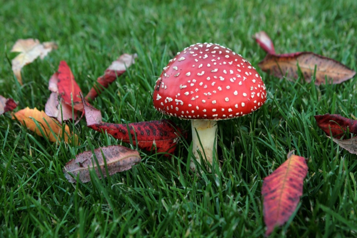 Study: Psychedelic drugs for psychiatric disorders. Image Credit: greenland/Shutterstock