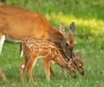 Naturally-infected, captive white-tailed deer in Texas have persistent anti-SARS-CoV-2 antibodies