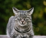 Investigating an effective linear deoxyribonucleic acid COVID-19 vaccine option for domestic cats