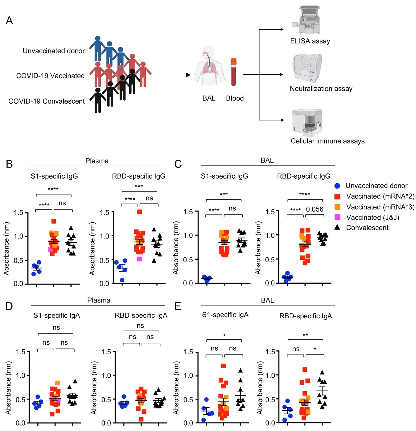 Systemic and respiratory antibody responses in COVID-19 convalescents and vaccinated individuals. (A) Schematic of recruited cohorts (n=5 for unvaccinated donor,