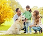Children strongly bonded to pets during COVID experienced more anxiety