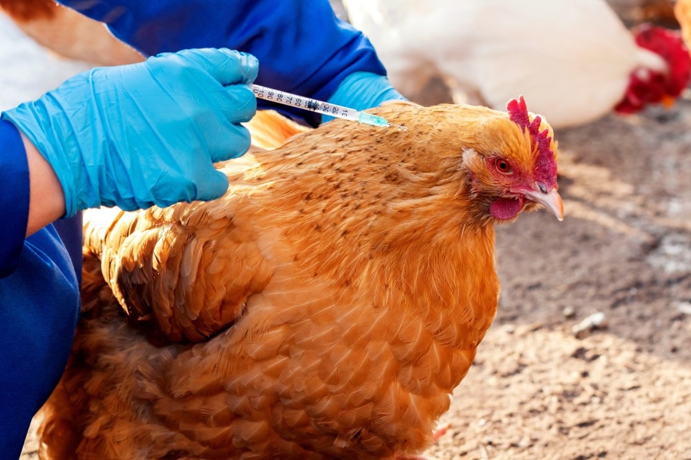 Étude : L'exposition aux vaccins contre le coronavirus aviaire est associée à des niveaux plus élevés d'anticorps à réaction croisée contre le SRAS-Cov-2.  Crédit d'image : greenOlli/Shutterstock.com