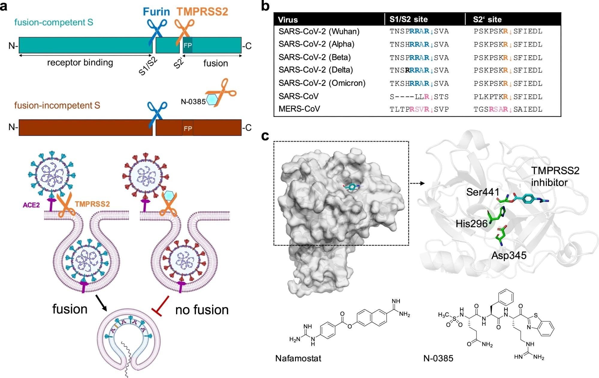 Inhibition of SARS-CoV-2 spike cleavage by TMPRSS2 inhibits virus entry. a Upper panel: Schematic representation of SARS-CoV-2 S cleavage by furin at the S1/S2 site and subsequent cleavage at the S2’ site by TMPRSS2. Cleavage at the S2’ site exposes the fusion peptide (FP), priming S for membrane fusion (cyan-colored S). Inhibition of TMPRSS2 by N-0385 (blue hexagon) causes incomplete cleavage of S (red-colored S). Lower panel: Complete cleavage of S supports membrane fusion and the release of the viral genome into the target cell. TMPRSS2 inhibition results in incomplete S cleavage and thus prevents fusion and virus entry. b Alignment of the amino acid sequences at the S1/S2 and S2‘ sites of different SARS-CoV-2 variants of concern, zoonotic SARS-CoV and MERS-CoV. Amino acid motifs highlighted in blue and orange are cleaved by furin and TMPRSS2, respectively. Motifs highlighted in pink are most likely cleaved by TMPRSS2. c Crystal structure of human TMPRSS2 (SRCR and serine protease domain) in complex with nafamostat (cyan, PDB: 7MEQ; upper left panel). Catalytic domain (cartoon style) of TMPRSS2 (upper right panel). The catalytic triad (green stick model) and nafamostat (cyan) are indicated. Structures of nafamostat (PubChem CID 4413) and N-0385 (PubChem CID 135169285, lower panels)
