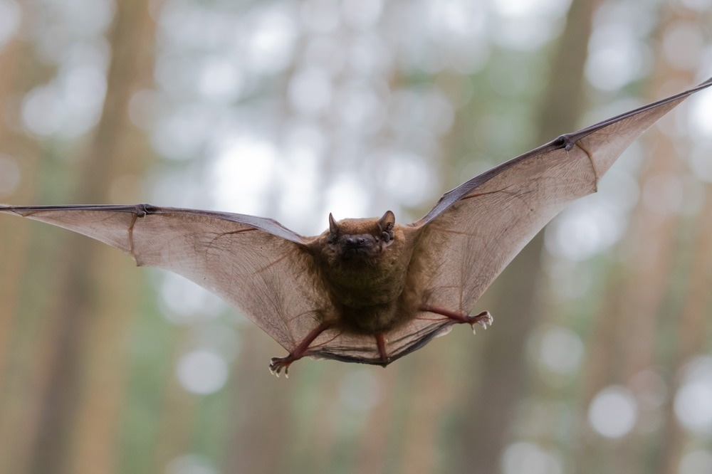 Se examinó la relación del virus de los murciélagos