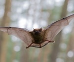The bat-virus relationship examined