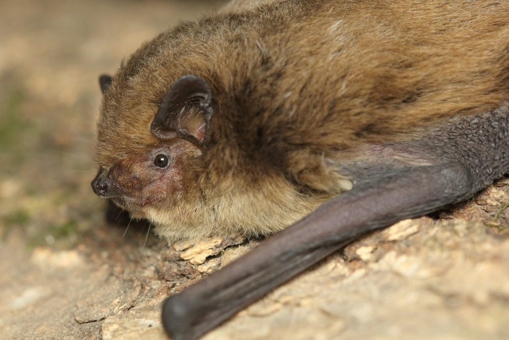 Study: Characterization of Pipistrellus pygmaeus Bat Virome from Sweden. Image Credit: zdenek_macat/Shutterstock