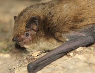 The first viral metagenomic analysis of the soprano pipistrelle bat of Sweden