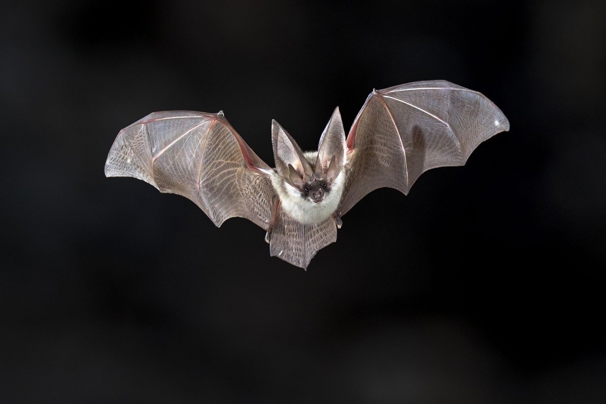 Study: Exceptional diversity and selection pressure on coronavirus host receptors in bats compared to other mammals. Image Credit:  Rudmer Zwerver/Shutterstock