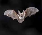 Scientists report exceptional selection pressure on coronavirus host receptors in bats compared to other mammals