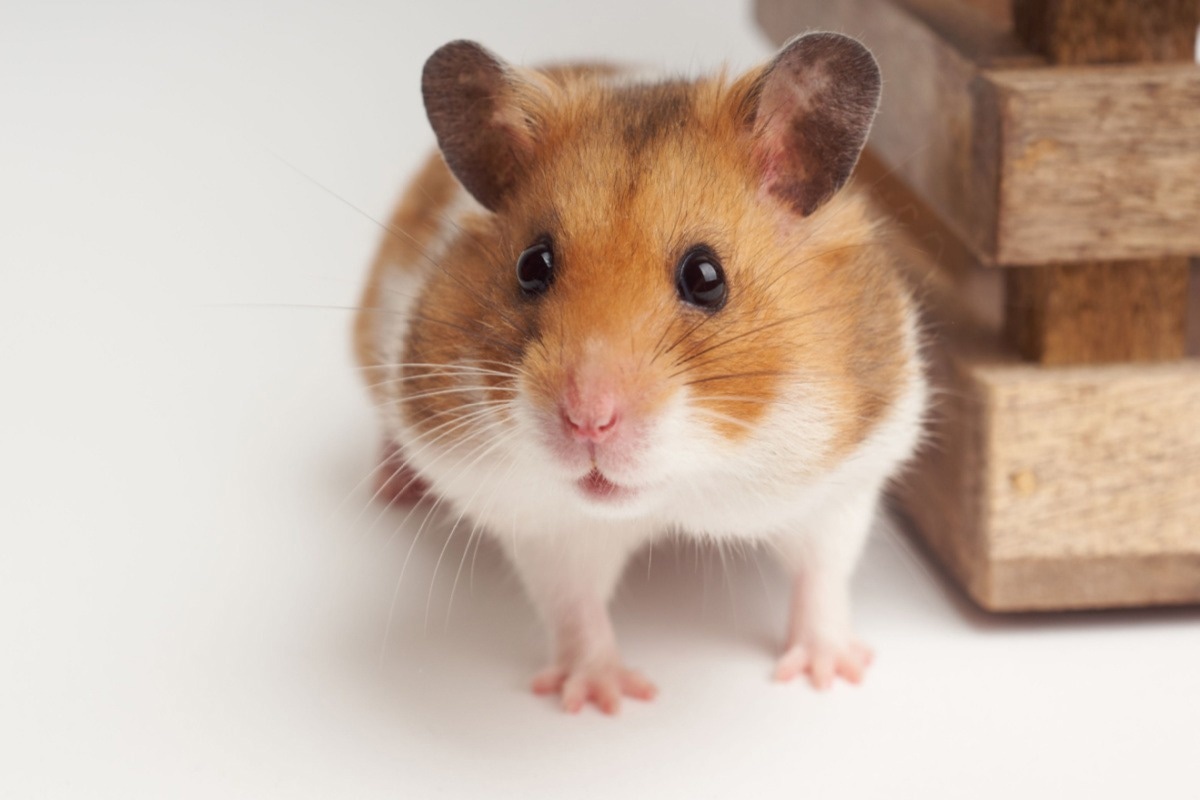 Study: Infection- or vaccine mediated immunity reduces SARS-CoV-2 transmission, but increases competitiveness of Omicron in hamsters. Image Credit: Johannes Menge/Shutterstock