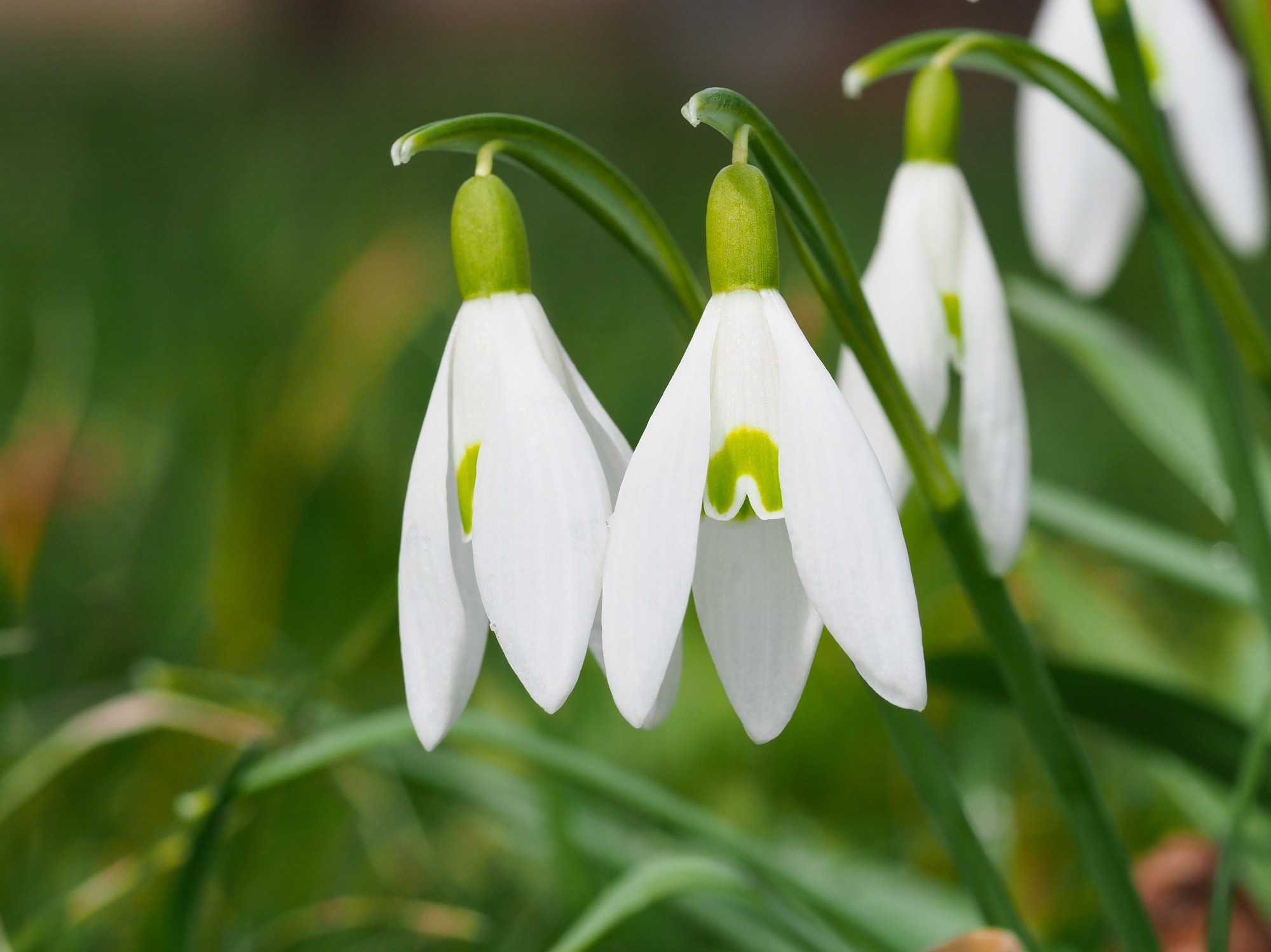 Study: Removal of clinically relevant SARS-CoV-2 variants by an affinity resin containing Galanthus nivalis agglutinin. Image Credit: LifeCollectionPhotography / Shutterstock