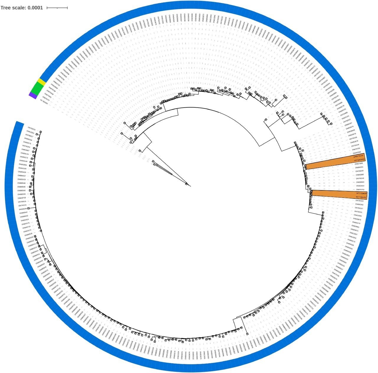 Phylogenomic tree. Phylogenomic analysis of the present study’s samples, comparing them to all complete MPXV genomes available in GenBank to date (2022-07-18, 275 genomes from taxid 10244). This does not pretend to infer the evolution of the virus, only to locate the most similar entries to the samples in this study. A color strip indicates each sample’s lineage (A: purple, A.1.1: yellow, A.2: green, B.1: blue), and orange areas highlight the study’s samples.