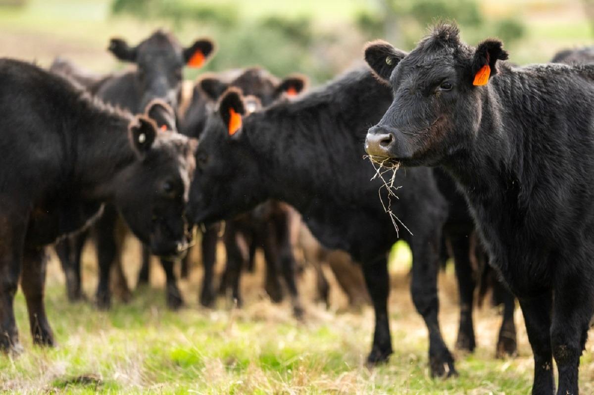 Study: Antibodies against SARS-CoV-2 Suggestive of Single Events of Spillover to Cattle, Germany. Image Credit: William Edge/Shutterstock