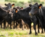 Are cattle at risk of SARS-CoV-2 infection?