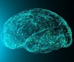 The aging human brain