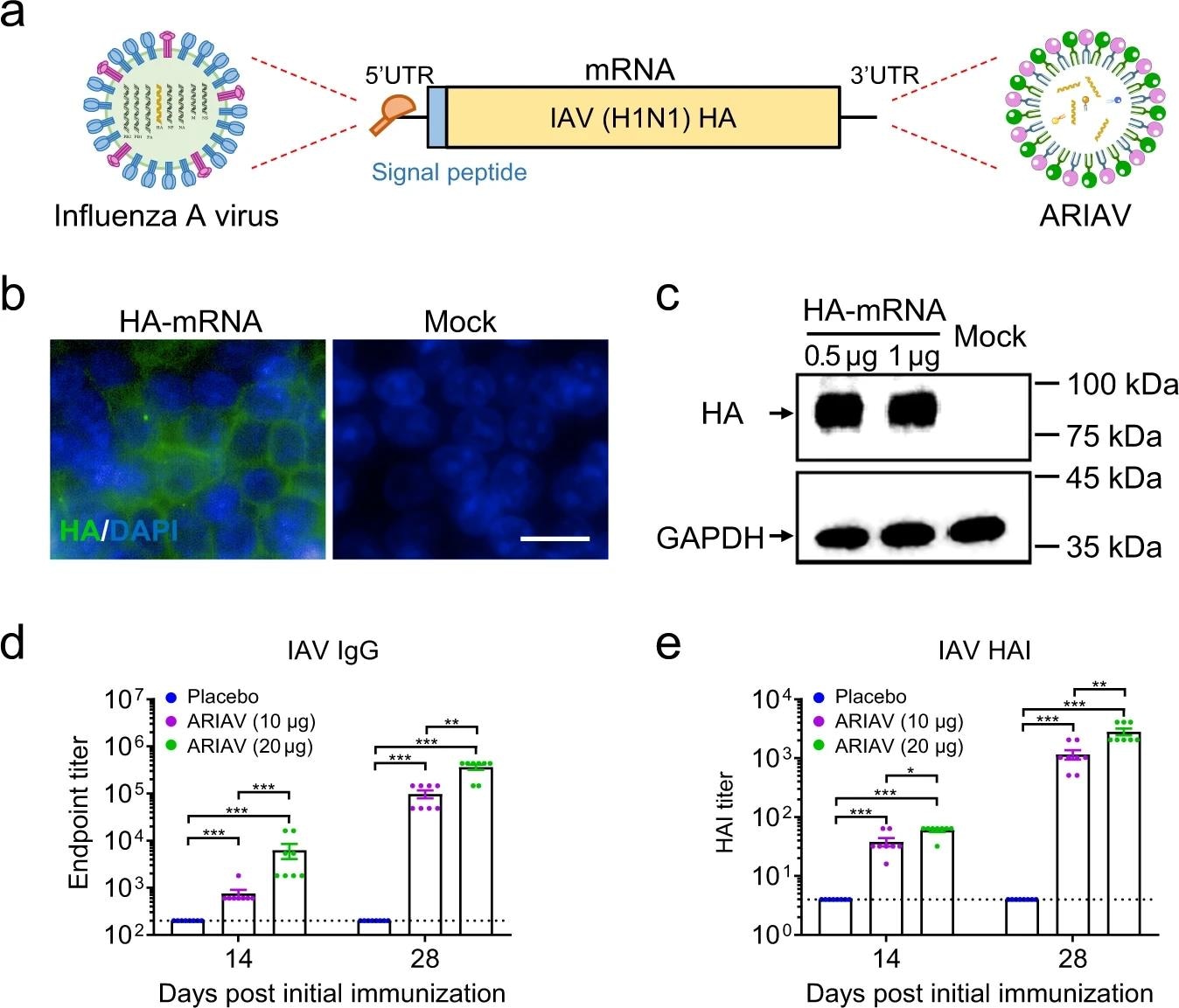 طراحی و خصوصیات ARIAV mRNA-LNP کد کننده پروتئین HA ویروس آنفولانزای A (H1N1) به عنوان کاندید واکسن.  یک نمودار شماتیک از ARIAV که پروتئین تمام قد HA را رمزگذاری می کند.  b سنجش ایمونوفلورسانس غیرمستقیم بیان پروتئین HA در سلول های HEK293T 48 ساعت پس از ترانسفکشن.  نوار مقیاس، 20 میکرومتر.  بیان c HA در سلول های HEK293T با بلات تعیین شد.  d تیتر آنتی بادی IgG اختصاصی HA با روش الایزا تعیین شد.  تیترهای مهار هماگلوتیناسیون (HAI) 14 و 28 روز پس از ایمن سازی اولیه تعیین شد.  داده ها به عنوان میانگین ± SEM (n = 8) نشان داده شده است.  تفاوت‌های آماری با استفاده از آزمون‌های t unpaired دو طرفه مورد تجزیه و تحلیل قرار گرفت.  *P <0.05،**P <0.01، ***P <0.001.