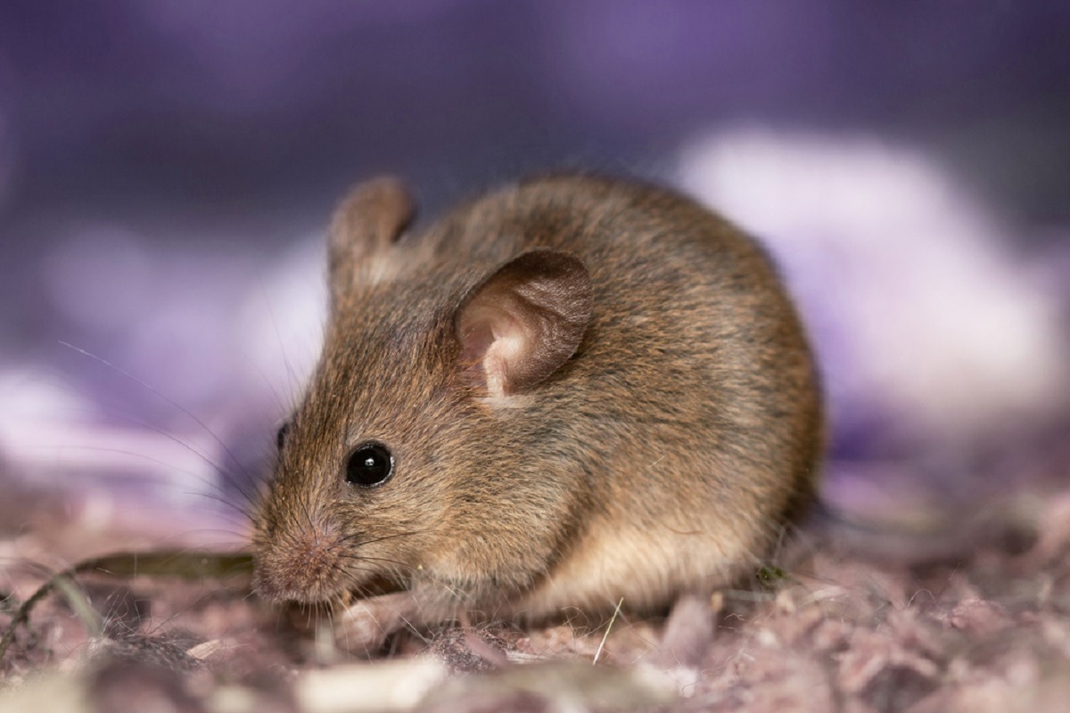 Study: Serological surveillance for wild rodent infection with SARS-CoV-2 in Europe. Image Credit: Wizard Goodvin/Shutterstock