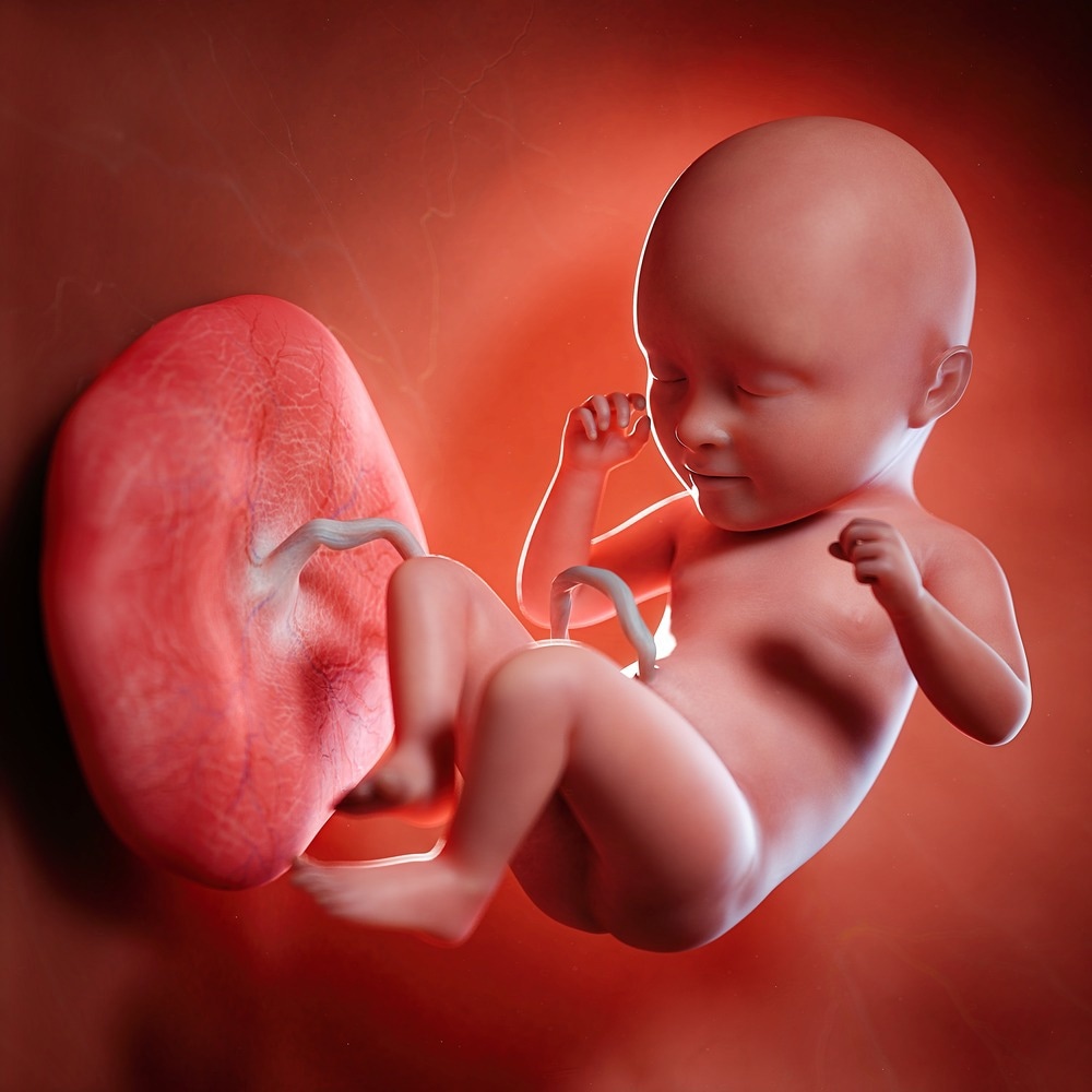 Study: The placental pathology in Coronavirus disease 2019 infected mothers and its impact on pregnancy outcome. Image Credit: SciePro / Shutterstock.com