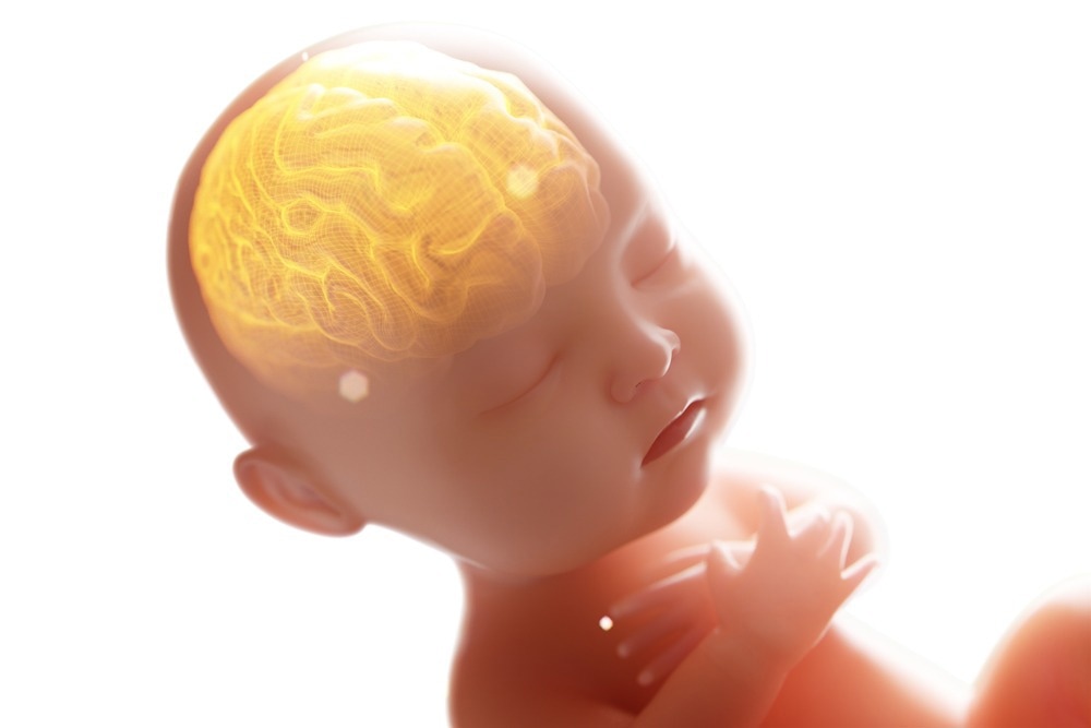 Étude : Les effets de l'exposition prénatale au bisphénol A sur le volume cérébral des enfants et des jeunes souris.  Crédit d'image : connectez le monde / Shutterstock.com